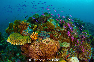 school of fish passing over the coral reef, Sogod Bay
in... by Harald Fauske 